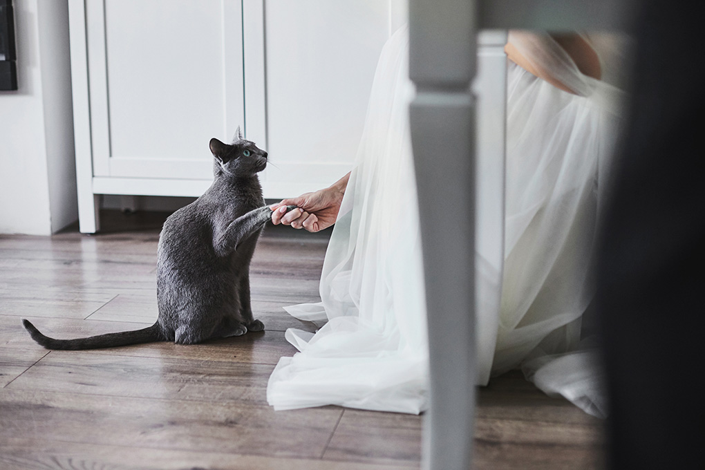 kot, suknia ślubna